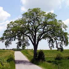 Several mature elm trees with broad leafy crowns