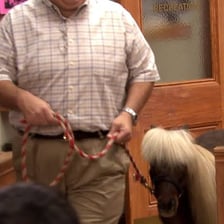 Li’l Sebastian, the miniature horse from Parks and Recreation.