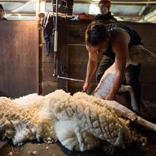 A sheep is being shorn to remove its wool.