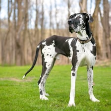 Large Great Dane dogs standing together outdoors