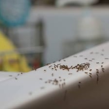 Small ants moving across a kitchen countertop