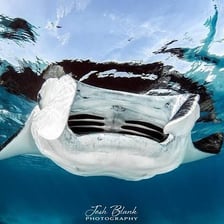 Manta rays swimming through the ocean.