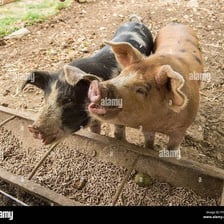 Pigs eating from a trough in a muddy pen