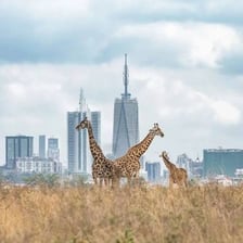 A giraffe in Nairobi National Park with Nairobi’s skyline in the background
