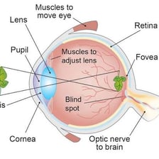 Educational diagram showing rod photoreceptors in the retina
