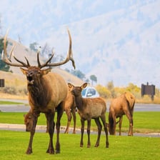 An elk standing in Yellowstone National Park