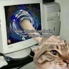 A cat featured in an internet meme