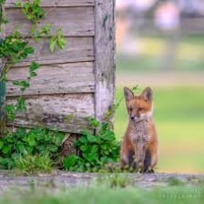 A young fox near the entrance to a den