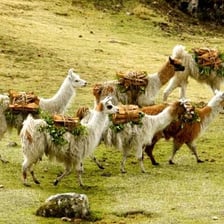 Alpacas grazing in the Andes of Peru.