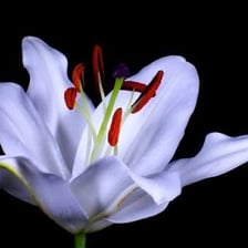 A flower opening as it blooms.