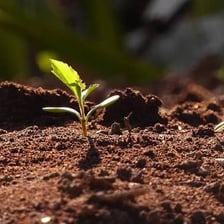 A young green seedling emerging from the soil