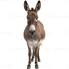 A donkey with its ears standing upright