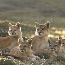 A puma, also called a cougar or mountain lion, in a natural landscape