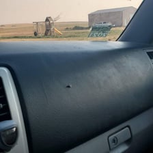 A fly inside a car near a closed window.