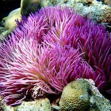 A colorful sea anemone with tentacles on a reef