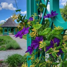 A green vine climbing around a garden trellis.