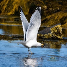 A gull dives toward the surface of the water.