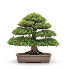 A small bonsai tree growing in a shallow pot.