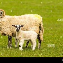 Female sheep standing with lambs in a pasture