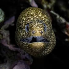 An eel swimming underwater.