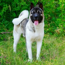 Akita dogs showing their curled tails