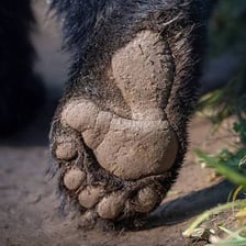 A close-up view of a bear’s paw
