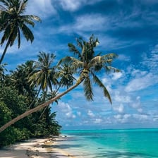 A palm tree with a crown of fronds in a tropical setting