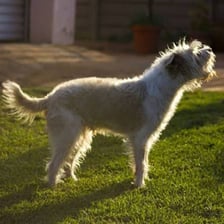 A dog with its mouth open while barking.