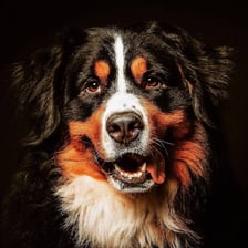 A domestic dog facing the camera
