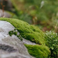 A close-up view of green moss covering rocks.