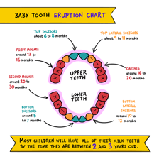 An educational illustration showing a baby’s teeth beginning to emerge