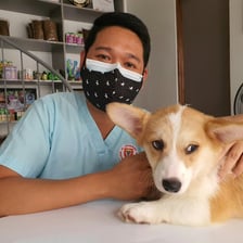 A veterinarian examining a dog in a veterinary clinic.