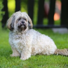 A small long-haired Lhasa Apso dog
