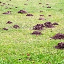 A mole emerging from soil in a grassy lawn