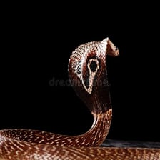 A hooded cobra raising its head and spreading its neck hood.