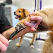 A groomer trims a dog’s nails at a pet grooming salon.