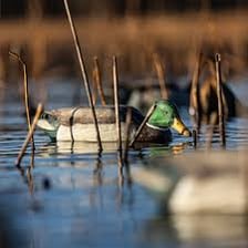 A decoy shaped like a duck placed near water.