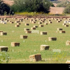 A bound bale of hay in a field