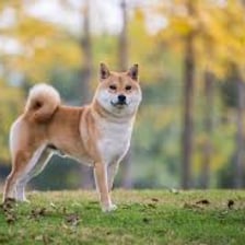 A Shiba Inu dog standing outdoors