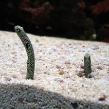 A long, narrow eel swimming underwater.