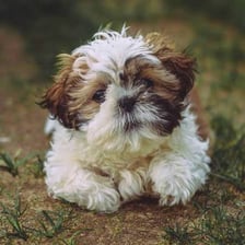 A small fluffy Shih Tzu dog