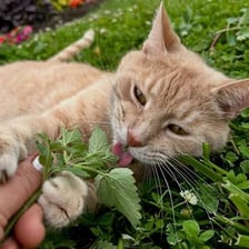 A cat near a catnip plant.