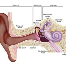 An anatomical illustration showing the human ear canal.