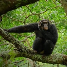 A chimpanzee, one of the great apes, sitting in a forest.