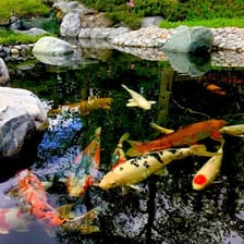 Colorful koi swim in a pond.
