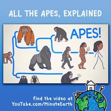 A group of tailless apes, including a chimpanzee and gorilla