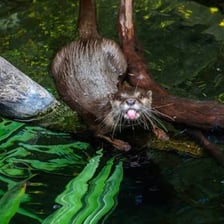 An otter floating and playing in the water.
