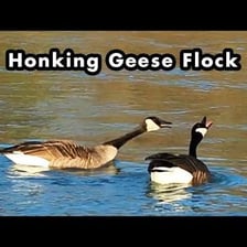 A flock of geese gathered together, with some birds calling.