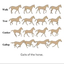 A comparison of a horse’s walking, trotting, and cantering movements.