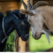 A goat lowering its head as if preparing to butt